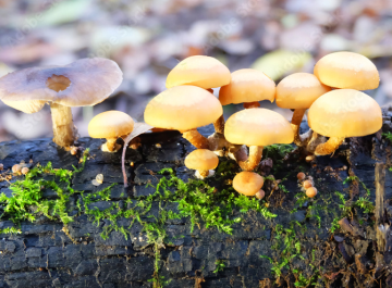 Psilocybe mairei — Maire's Psilocybe