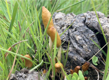 Psilocybe maluti — Maluti / Basotho Mushroom