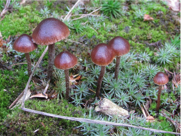 Psilocybe montana — Mountain Psilocybe