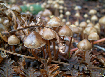 Psilocybe pelliculosa — Conifer Psilocybe