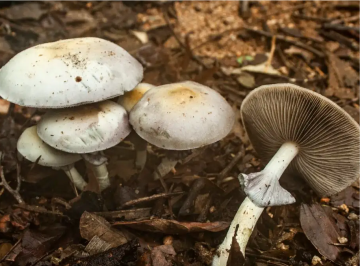 Psilocybe natalensis — Natal Super Strength