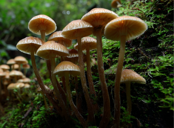 Psilocybe mexicana — Teonanacatl