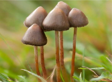 Psilocybe semilanceata — Liberty Cap