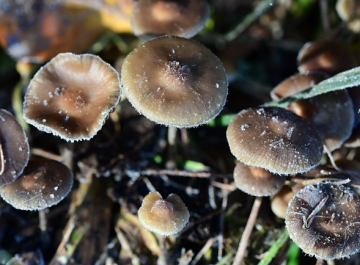 Psilocybe serbica — Serbian Psilocybe