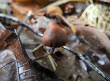 Psilocybe stametsii — Stamets' Psilocybe