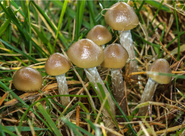Psilocybe stuntzii — Blue Ringer