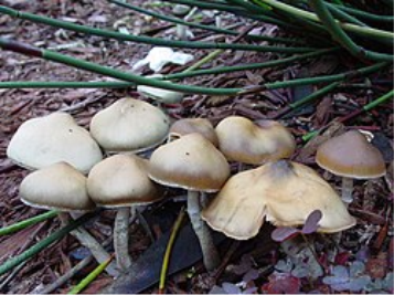 Psilocybe subaeruginascens — SE Asian Psilocybe