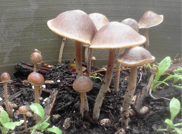Psilocybe tampanensis — Philosopher's Stone