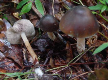 Psilocybe weilii — Weil's Psilocybe