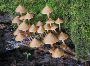 Psilocybe yungensis — Yungas Psilocybe