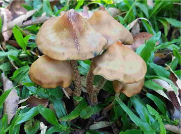 Psilocybe zapotecorum — Zapotec Mushroom