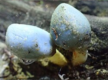 Weraroa novae-zelandiae — NZ Psilocybin Sequestrate