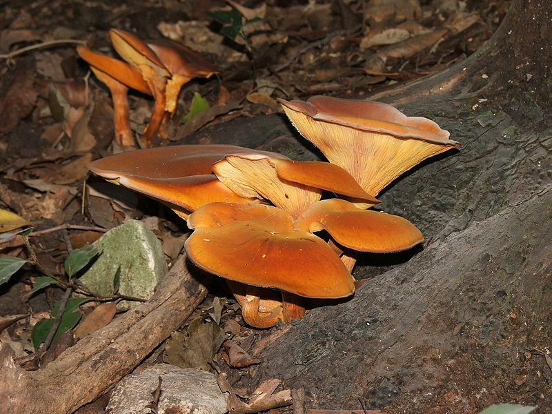 copper trumpet 