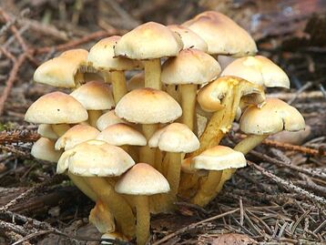 sulphur tuft