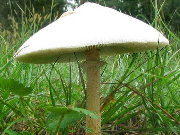false parasol 