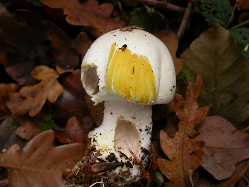 yellow stainer