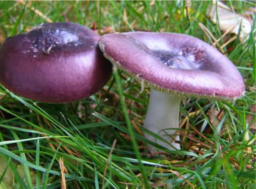 Russula capensis