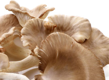 Indian Oyster