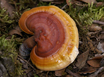 Ganoderma sichuanense