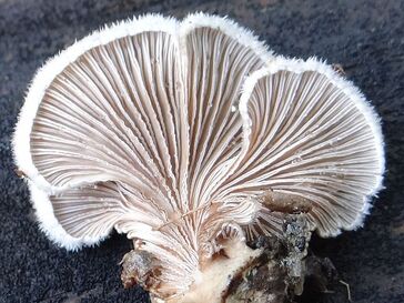 Schizophyllum commune