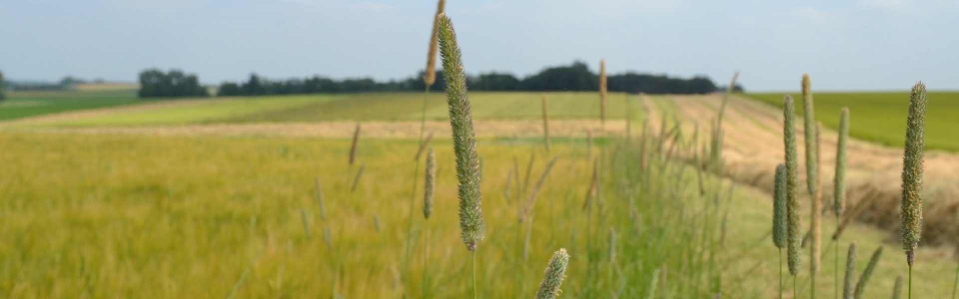 Akkers en grasstroken van 't Kleinhof in Vechmaal