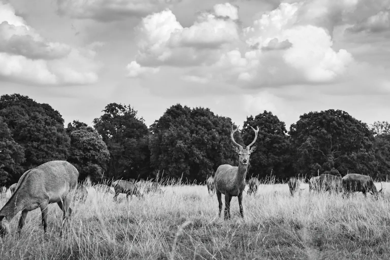 A red deer stag standing in long grass in Richmond Park, facing the camera with its antlers raised, as the rest of the herd grazes along the treeline under a cloudy sky