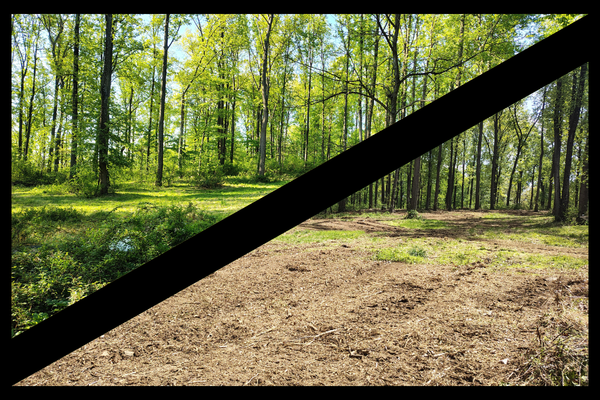Selective Land Clearing & Forestry Mulching in York Springs, PA
