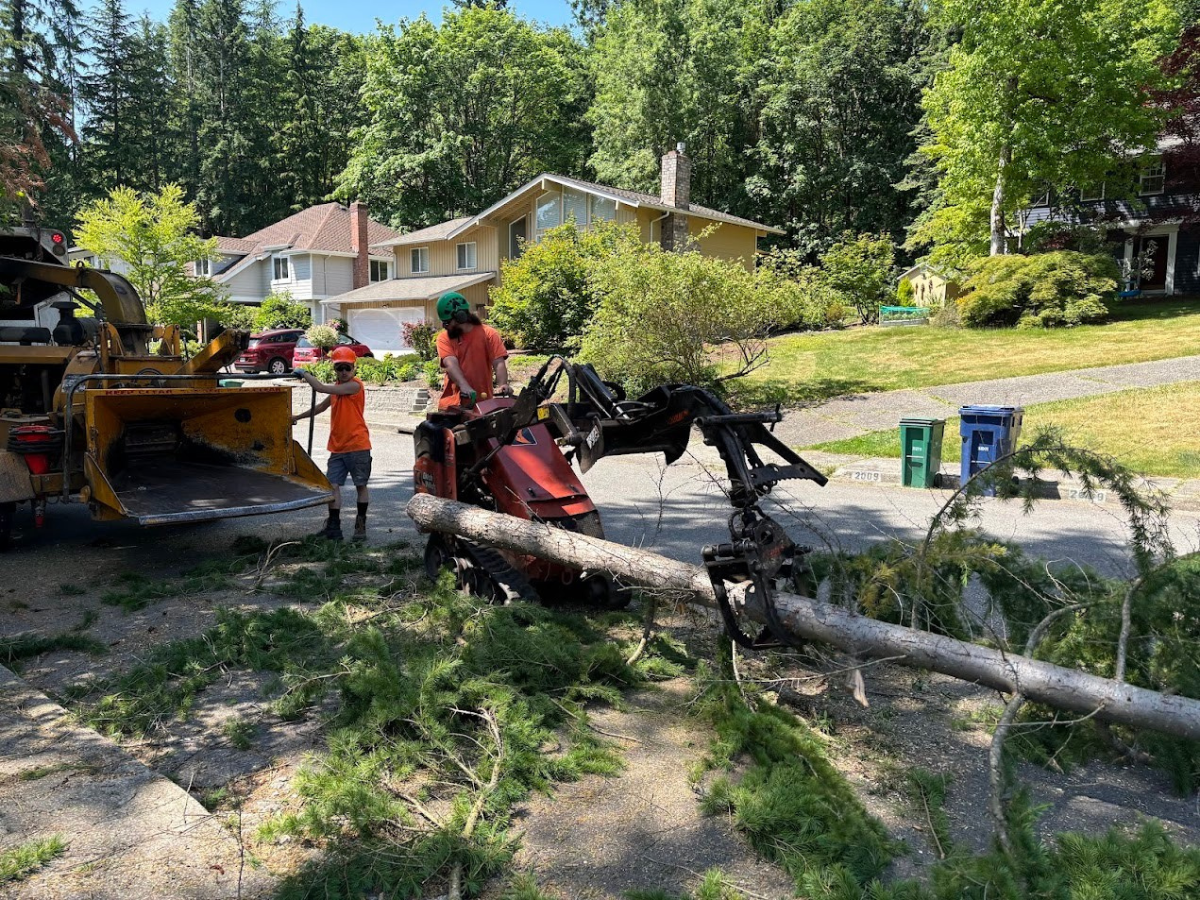 How Do You Remove Big Tree Roots from the Ground Safely? How Do You Remove Big Tree Roots from the Ground Safely?