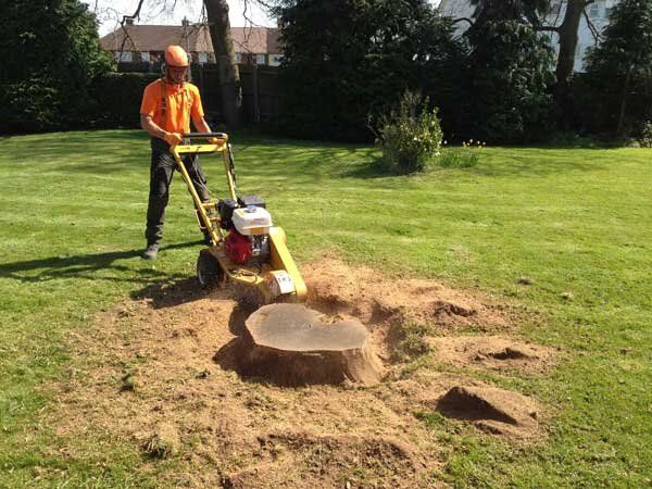 Stump Grinding vs. Stump Removal: Cost, Process, and Which to Choose Stump Grinding vs. Stump Removal: Cost, Process, and Which to Choose
