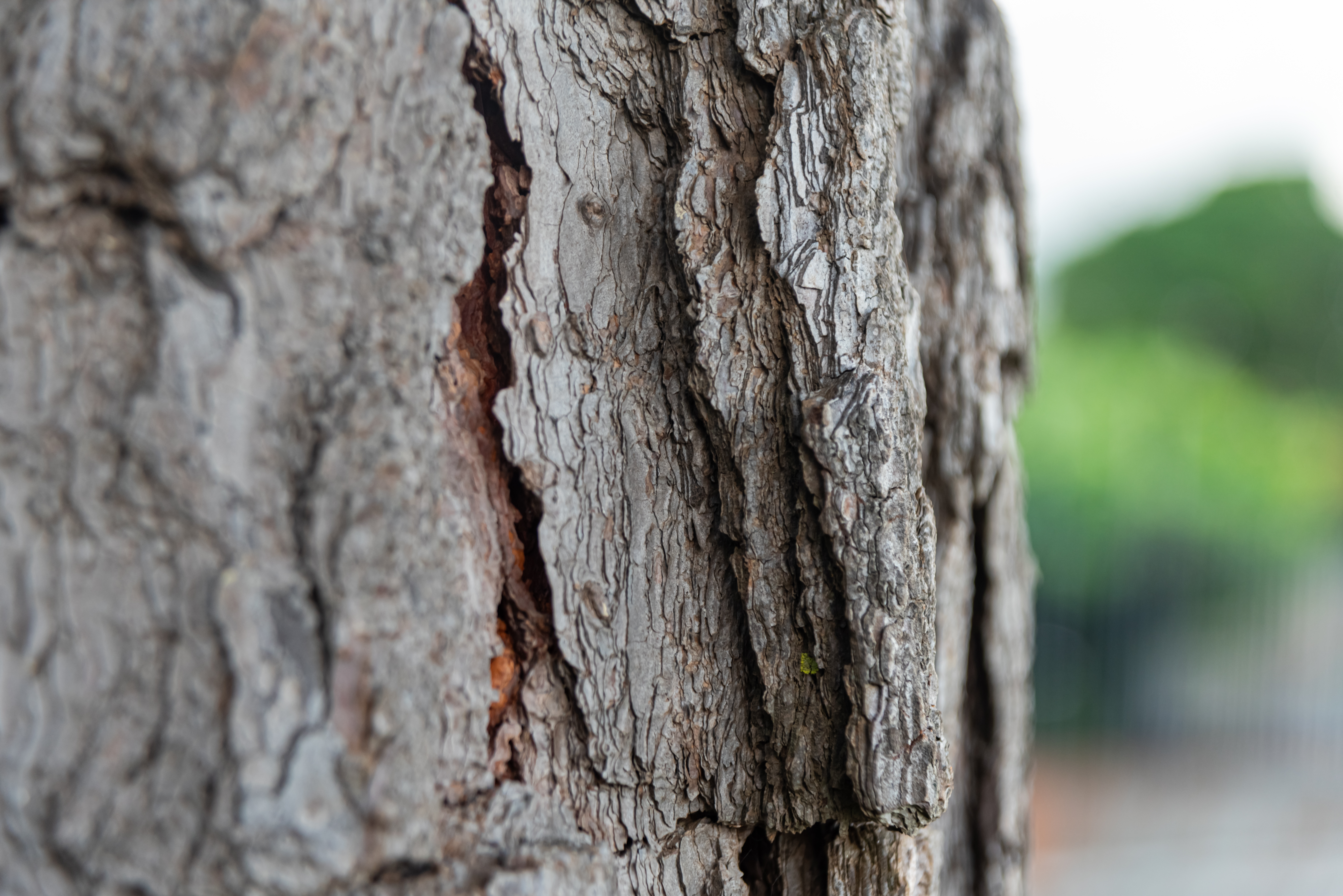 Signs Your Tree Is Dying: When to Call a Professional Arborist