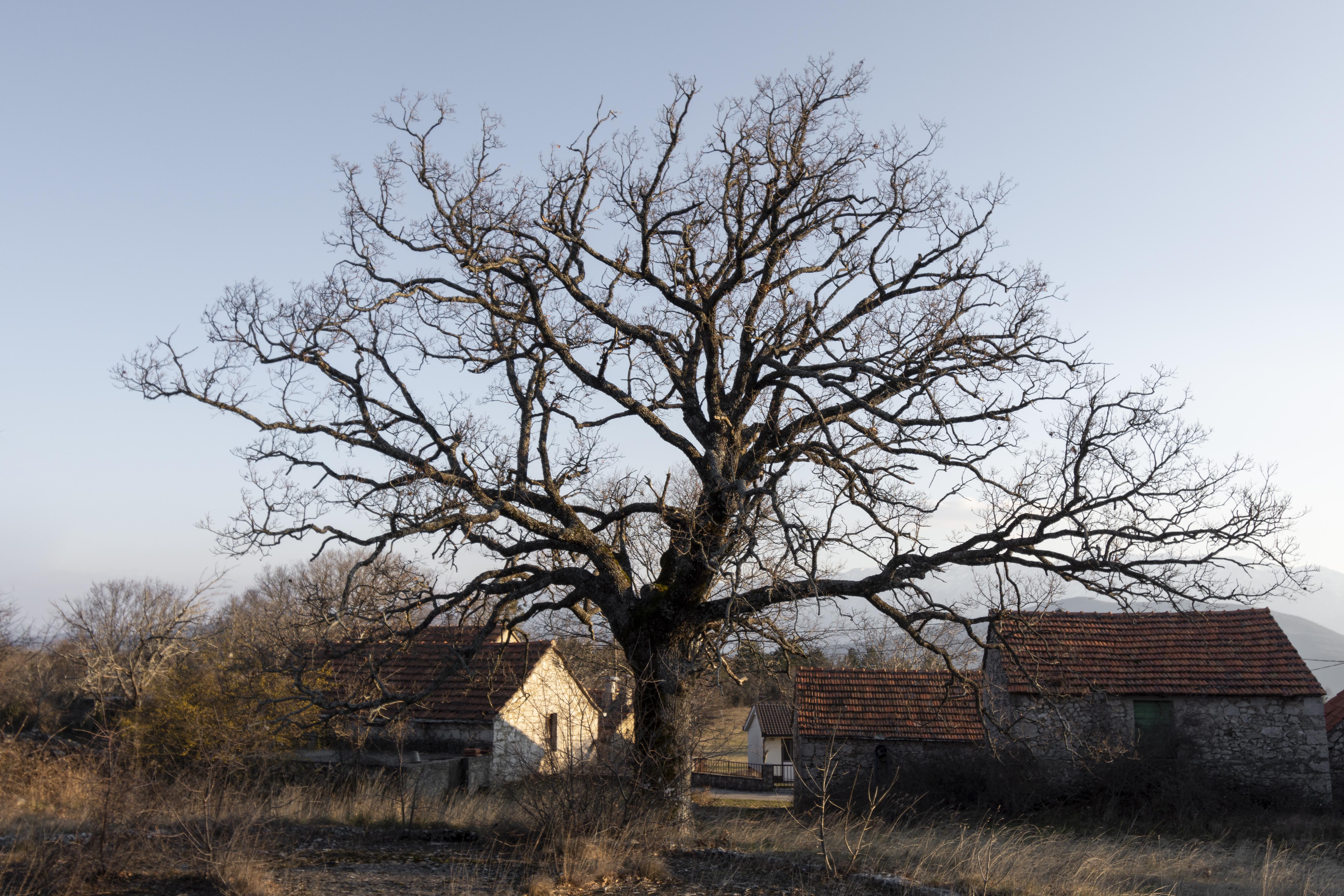 Signs Your Tree Is Dying: When to Call a Professional Arborist