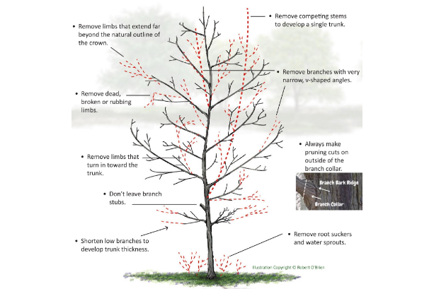 Tree Pruning for Health and Safety: Why Regular Maintenance Matters
