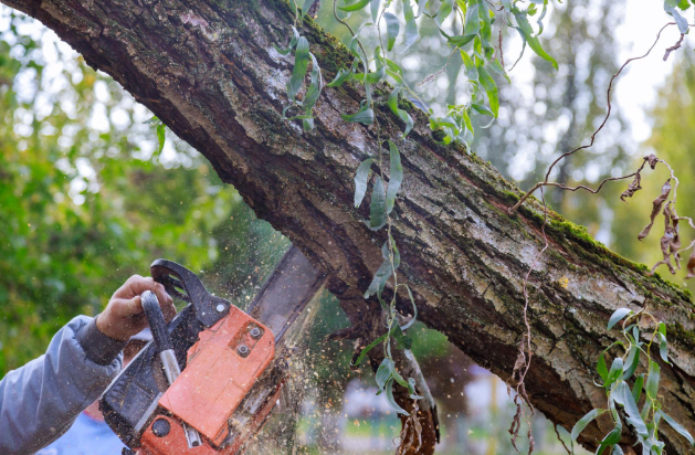 Tree Pruning for Health and Safety: Why Regular Maintenance Matters