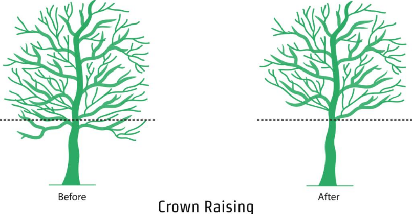 Tree Pruning for Health and Safety: Why Regular Maintenance Matters
