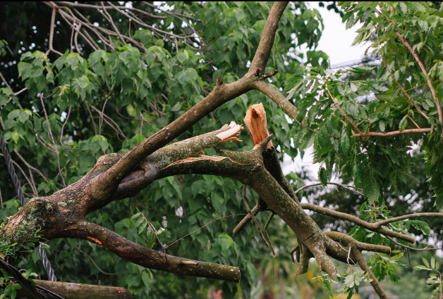 Tree Pruning for Health and Safety: Why Regular Maintenance Matters