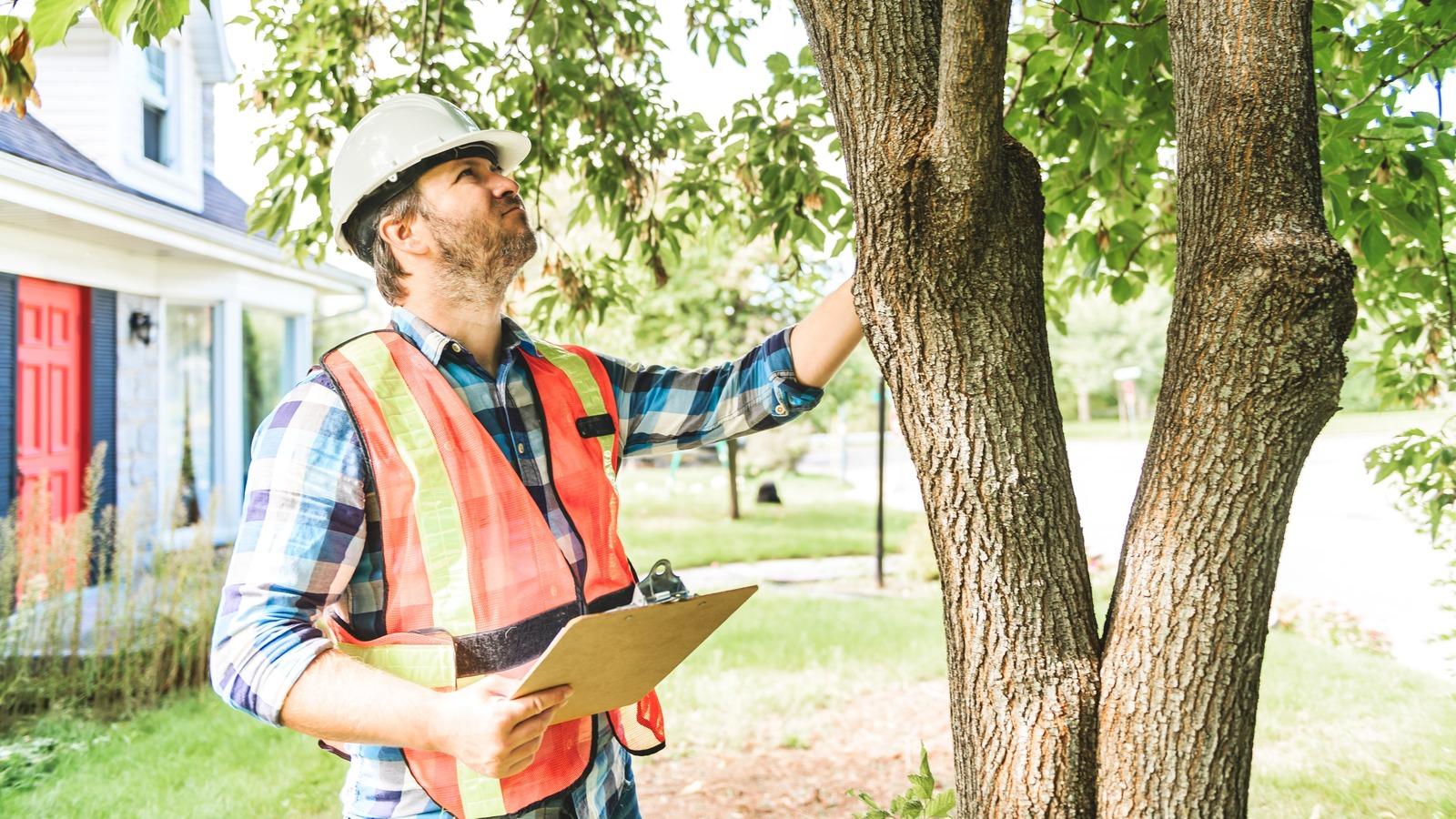 Residential Logging Services: What Homeowners Need to Know