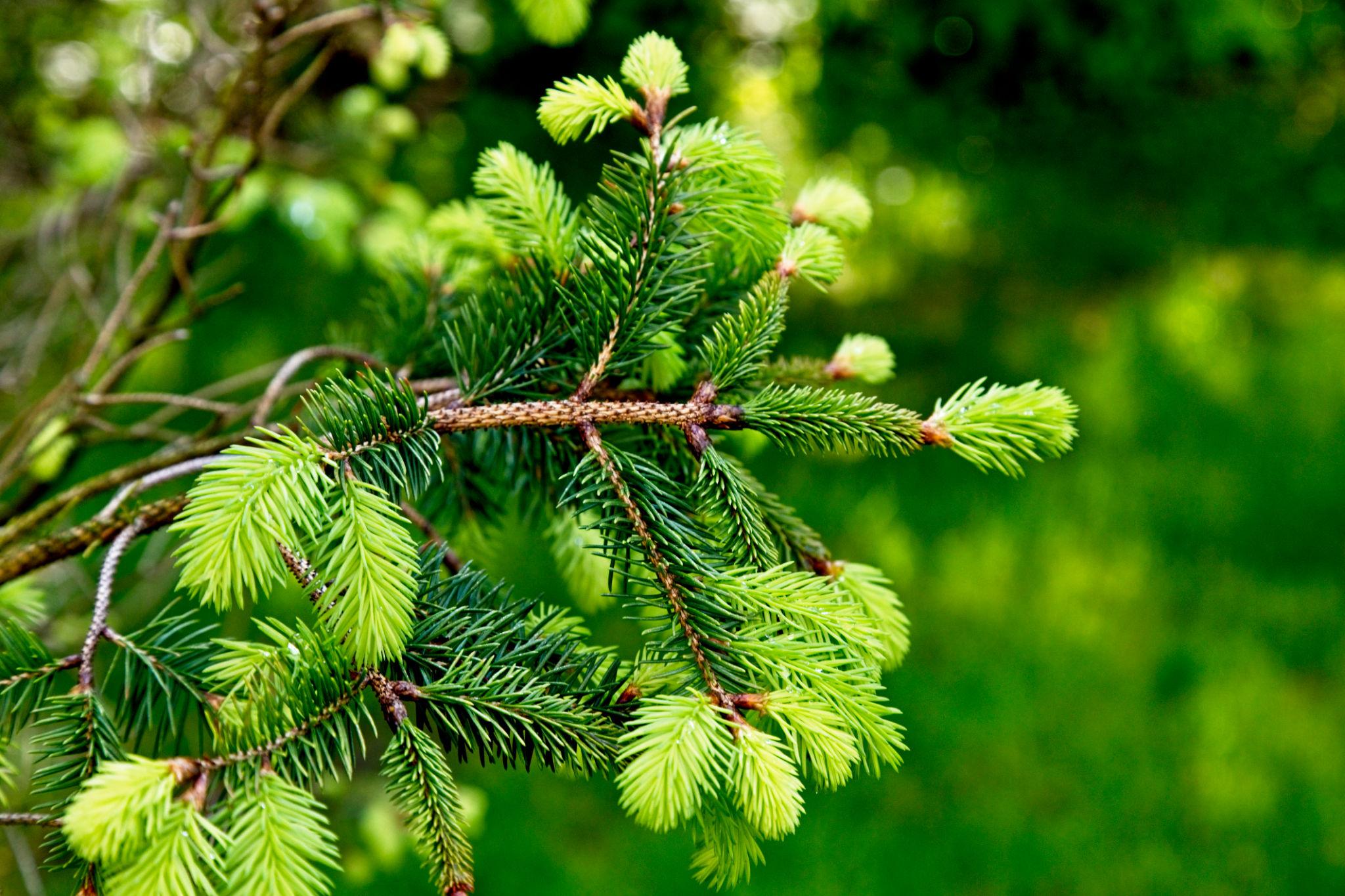 Spring Tree Care Checklist: How to Prepare Your Yard After Winter