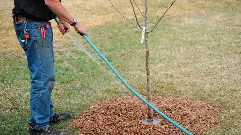Spring Tree Care Checklist: How to Prepare Your Yard After Winter