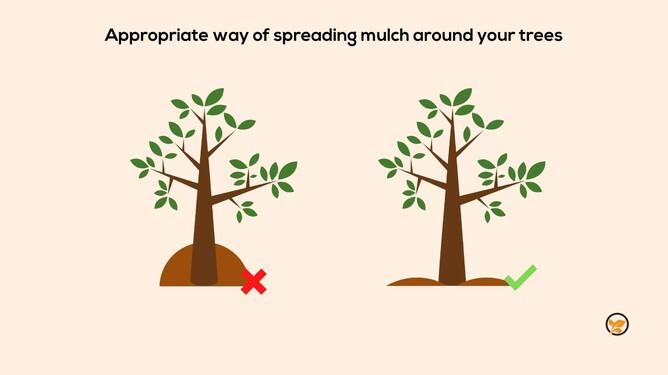 Spring Tree Care Checklist: How to Prepare Your Yard After Winter