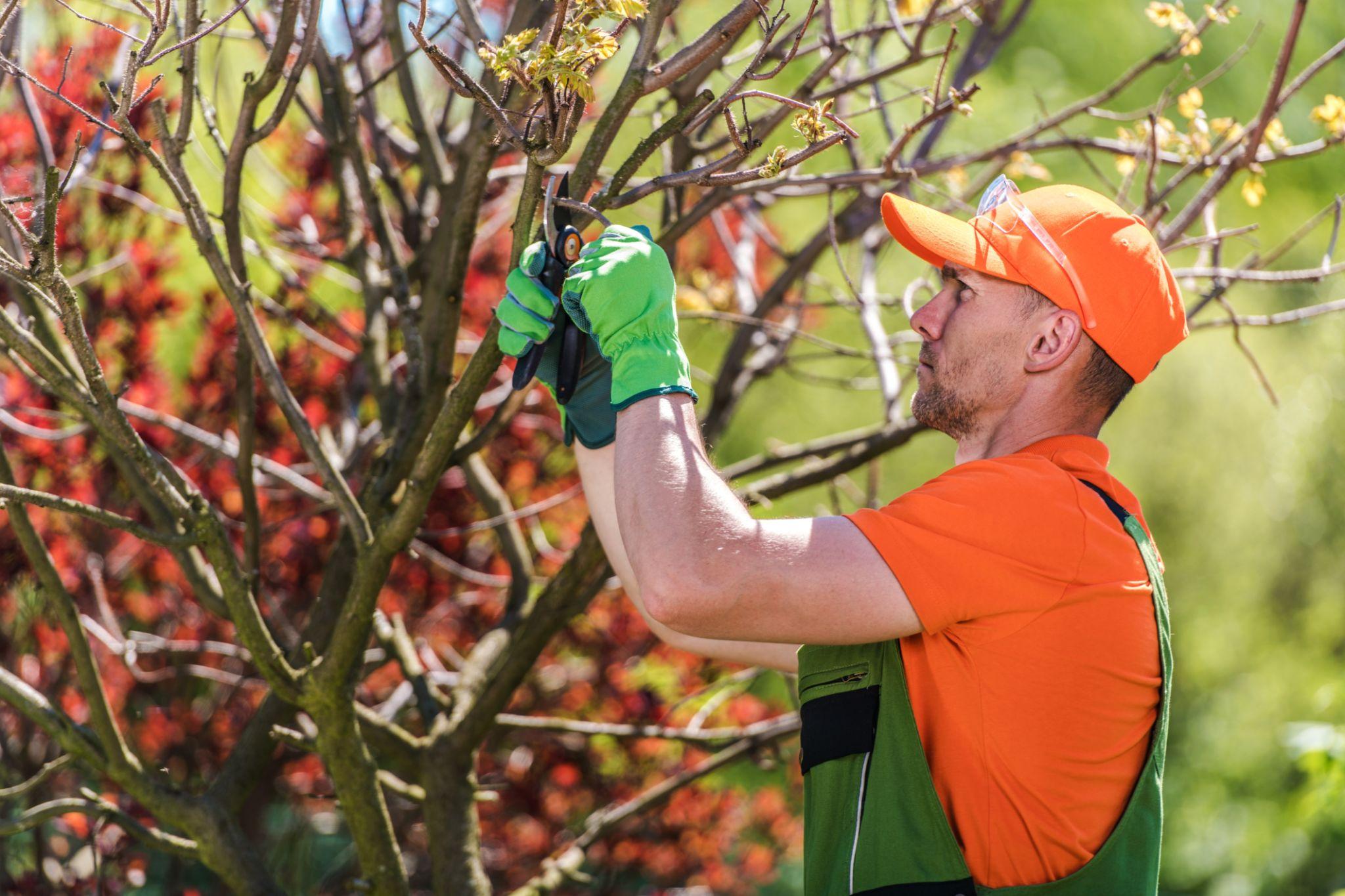 Spring Tree Care Checklist: How to Prepare Your Yard After Winter