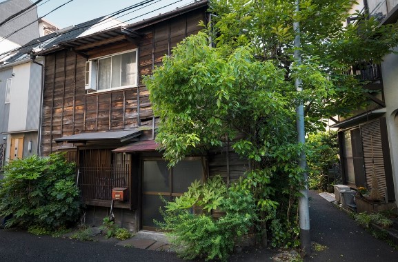 How to Choose Between Tree Removal and Tree Trimming