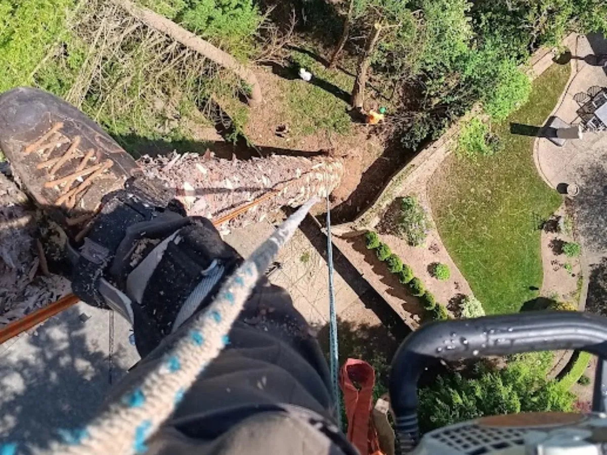 Tree Ninjas crew rigging and removing a large Douglas fir on a residential property in Duvall WA Tree Ninjas crew rigging and removing a large Douglas fir on a residential property in Duvall WA