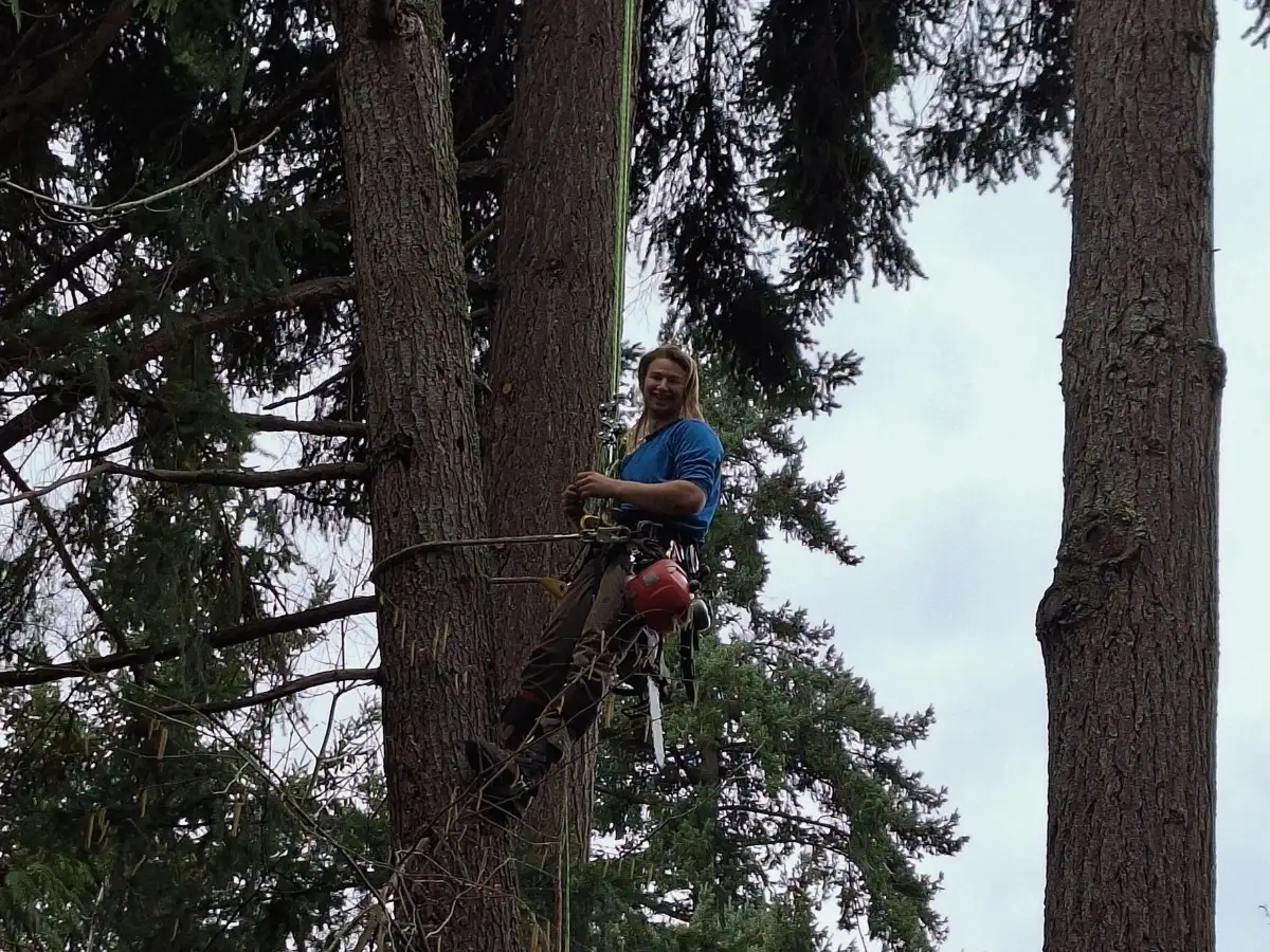 Tree Ninjas crew performing line-adjacent tree trimming near utility lines on a Duvall WA property