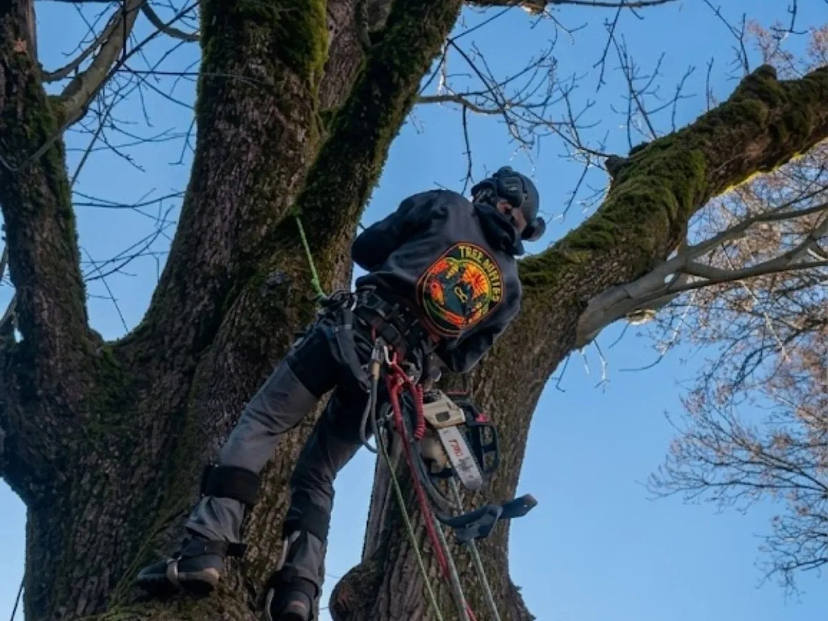 Tree Ninjas crew performing line-adjacent tree trimming near utility lines on a Duvall WA property