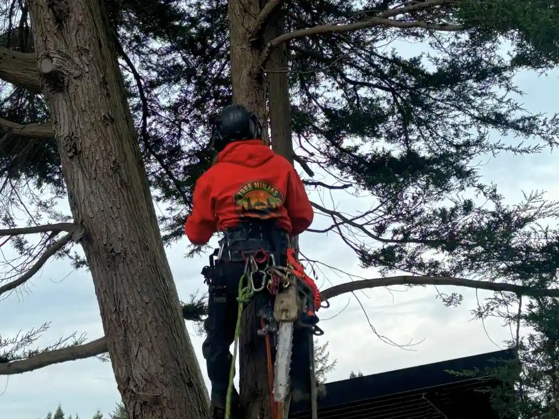 Tree Ninjas arborist in climbing harness scaling a large conifer for tree removal in Duvall, WA