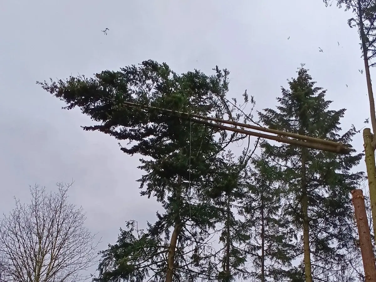 Rigged conifer trunk section suspended mid-air during tree removal in Duvall, WA