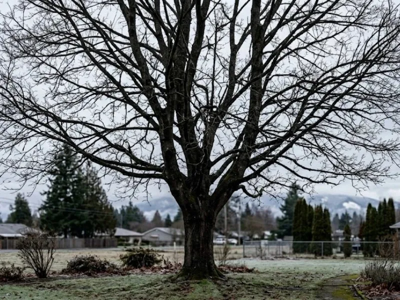 Bare deciduous tree in dormant winter condition — ideal timing for tree trimming and pruning in Duvall, WA