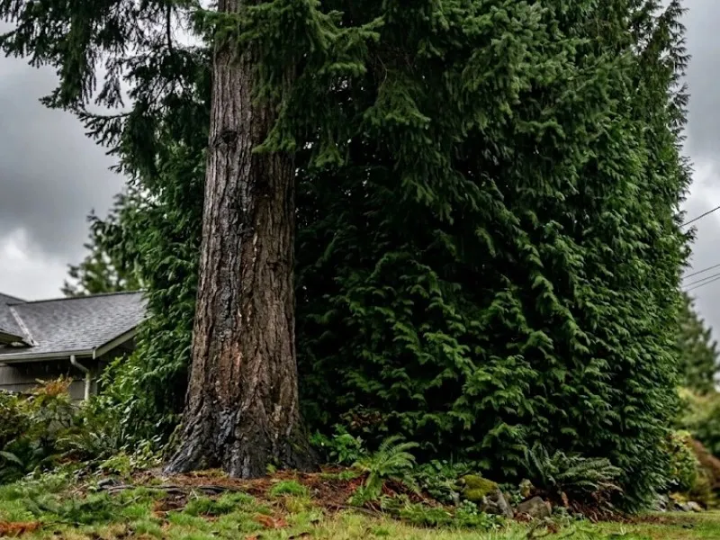 Dense conifer with overgrown canopy near a residential roofline — tree trimming in Snohomish, WA Dense conifer with overgrown canopy near a residential roofline — tree trimming in Snohomish, WA