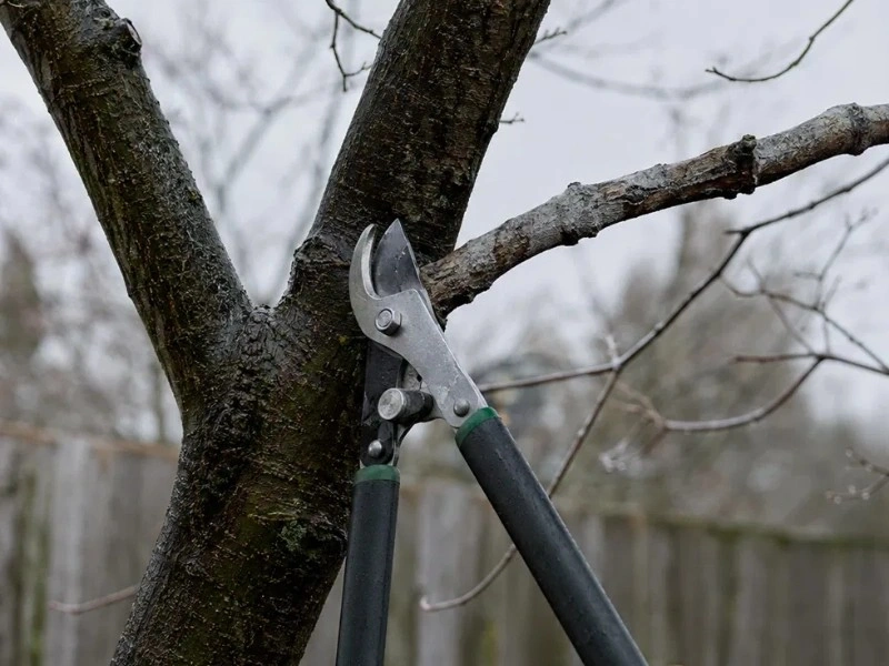 Loppers making a clean cut on a dormant deciduous branch — tree trimming and pruning in Duvall, WA