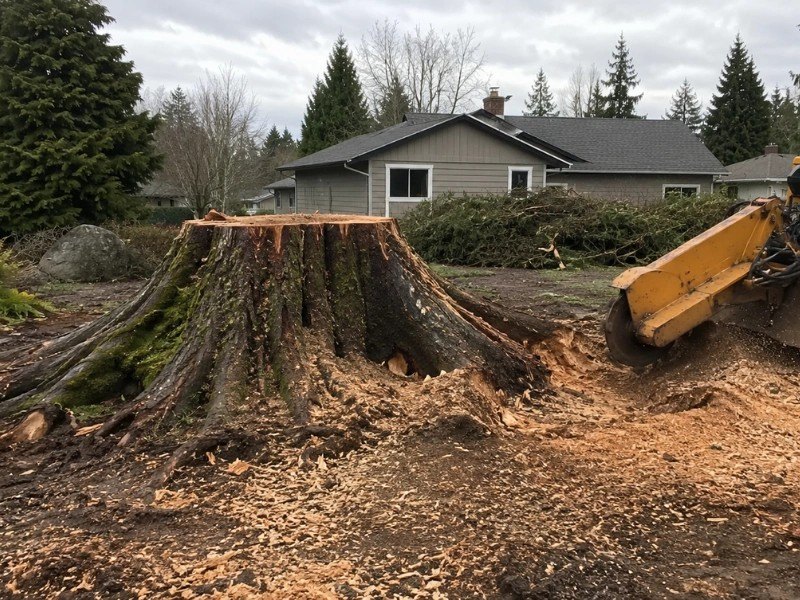 Large Douglas fir stump with exposed buttress root flares awaiting stump grinding in Snohomish, WA Large Douglas fir stump with exposed buttress root flares awaiting stump grinding in Snohomish, WA